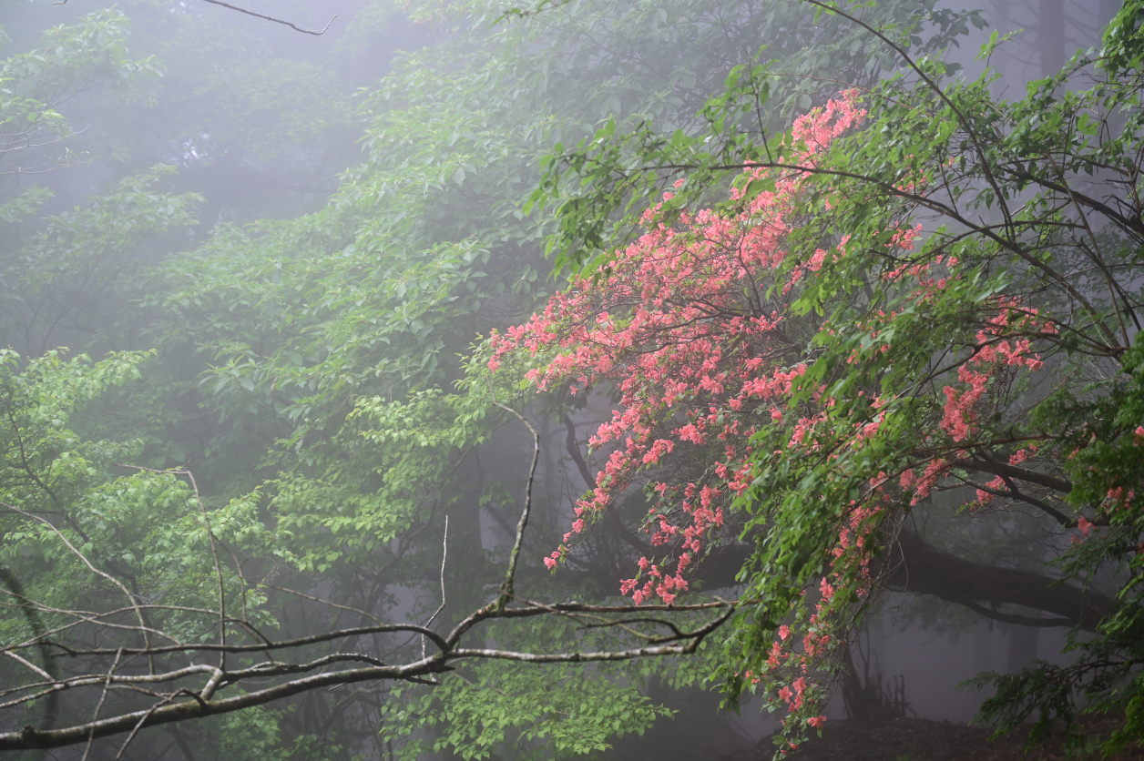 丹沢の大山