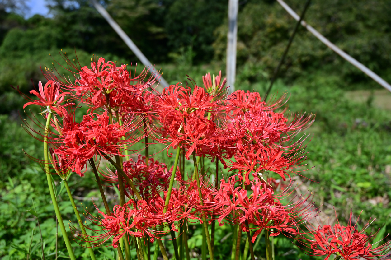 彼岸花