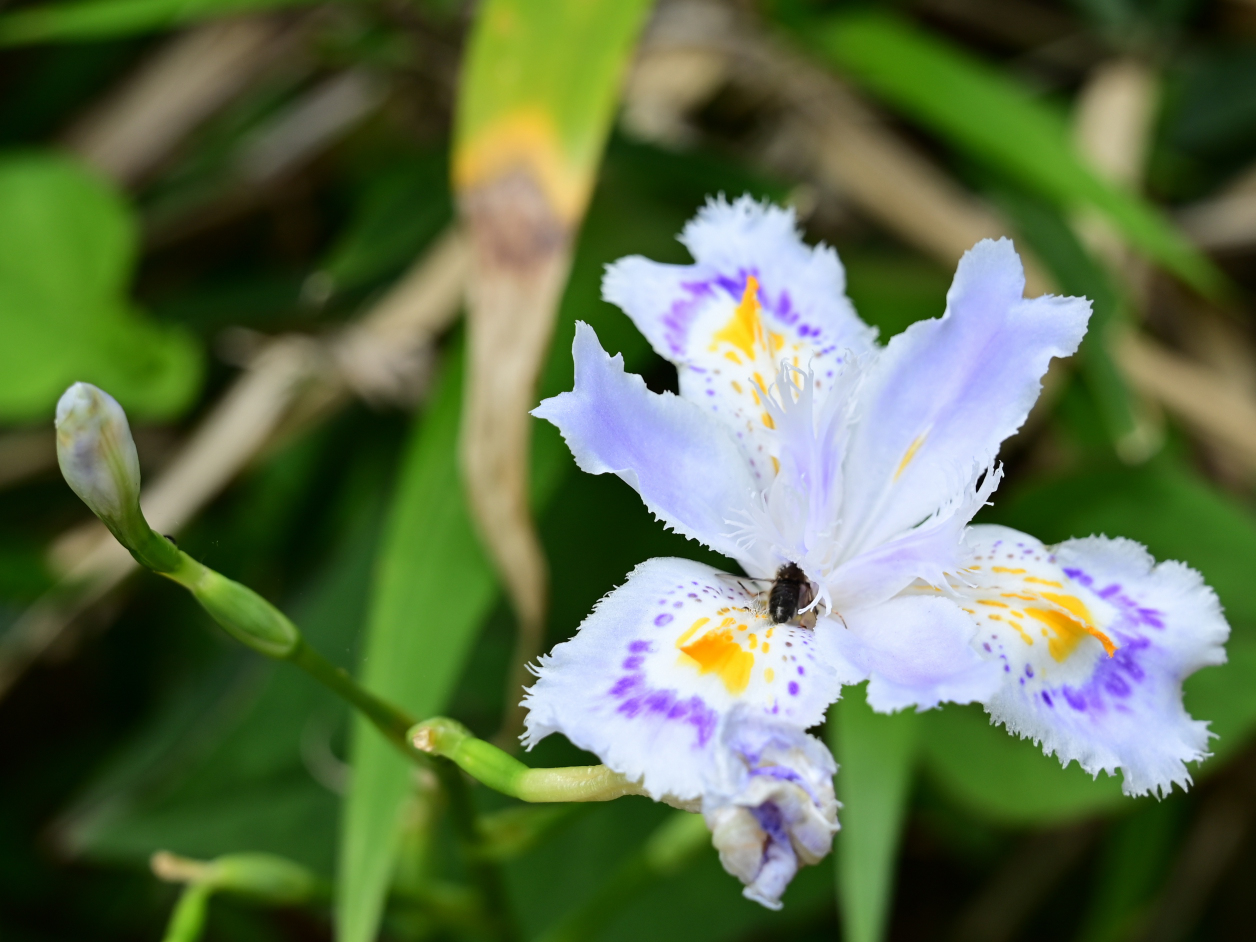シャガの花